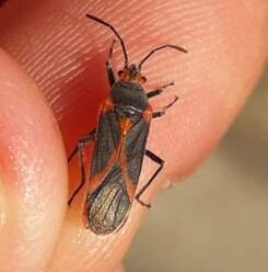 Caenocoris nerii